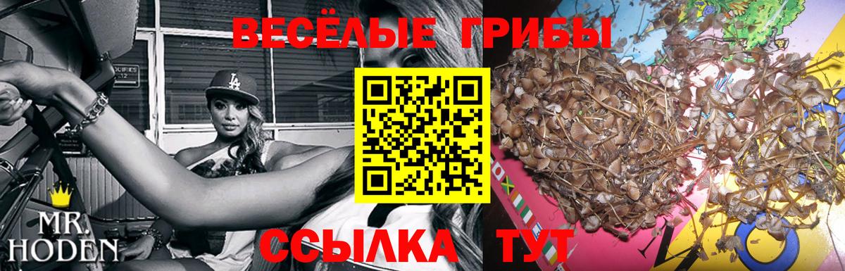 Шадринск  наркошоп  Псилоцибиновые грибы мицелий  Вход с VPN  Галлюциногенные грибы GOLDEN TEACHER 